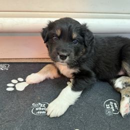 Prancer - Black tri-color female Australian Shepherd puppy in Bethlehem, Connecticut from Montanna Sage LLC