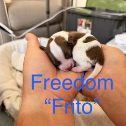 Freedom Frito - Brown and white male Aussiedoodle puppy in Lincoln, California from Frenchie LOVE and Doodles