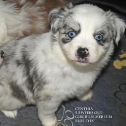 Cynthia - Blue merle female Miniature Australian Shepherd puppy in Patterson, North Carolina from DreamLine Aussies