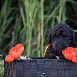 Poodle Puppies from Nay Design Poodles