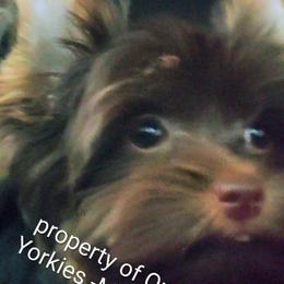 Maize - Chocolate and tan male Yorkshire Terrier puppy in Charlotte, North Carolina from Queen City Yorkies