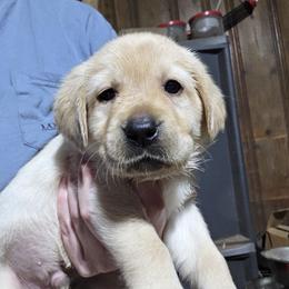 Male 5th Pick - Yellow male Labrador Retriever puppy in Andrews, South Carolina from Leyland Cypress Retrievers