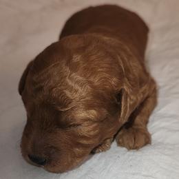 TOD - Red  male Poodle puppy in San Tan Valley, Arizona from Desert Storm Poodles