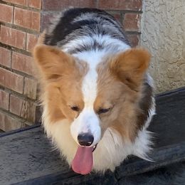 Dobby - American Corgi