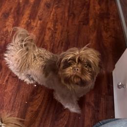 Morita - Chocolate female Shih Tzu puppy in Azusa, California from RJ Shih Tzu lover