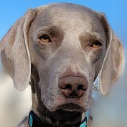Jellie - Weimaraner