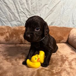 Chet - Chocolate male Boykin Spaniel puppy in Van Buren, Arkansas from Arklahoma Boykins
