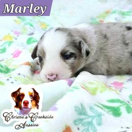 Marley - Blue merle male Miniature Australian Shepherd puppy in Punta Gorda, Florida from Christie's Creekside Aussies