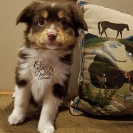 Miniature Australian Shepherd and Toy Australian Shepherd Puppies from CKD DOUBLETREE AUSSIES