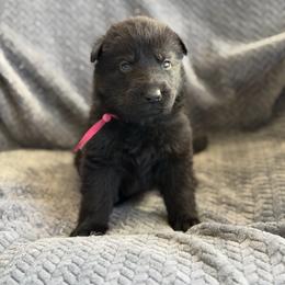 Fission - Black female German Shepherd puppy in Medical Lake, Washington from Nine Realms German Shepherds