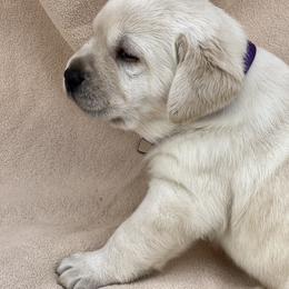 Yellow Female Purple Collar - Yellow female Labrador Retriever puppy in Beaverdam, Virginia from Gold Heart Labradors