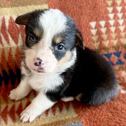 Black Tri Female 2 - Black and tan female American Corgi puppy in Okeechobee, Florida from HotShot Kennels