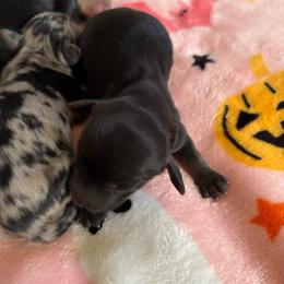 Girl 3 - Black and cream female Dachshund puppy in Mayfield, Kentucky from H&C’s Dachshunds and Retrievers