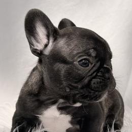 Uno - Brindle male Bulldog puppy in Salem, Illinois from Itsabulldogthing