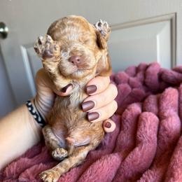 Boy 3 - Red male Cockapoo puppy in Danielsville, Georgia from Meg's Doodles and Poodles