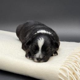 Motown - Black tri male Miniature Australian Shepherd puppy in Covington, Pennsylvania from Rigas Mini Aussies LLC