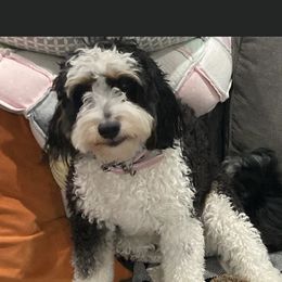 Izzy - Bernedoodle