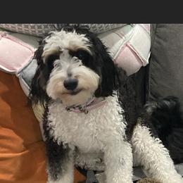 Izzy - Bernedoodle