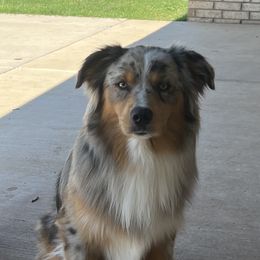 Knuckles - Miniature Australian Shepherd