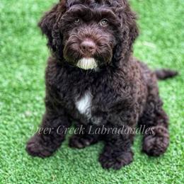 Australian Labradoodle, Cavapoo, and Goldendoodle Puppies from Deer Creek Labradoodles