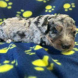 Cola - Blue merle male Aussiedoodle puppy in Nottingham, Pennsylvania from Nottingham Aussiedoodles