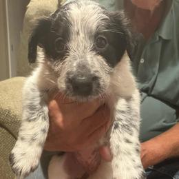Willow - Black and white female Border Collie puppy in Holden, Missouri from Spotted Feather Farm