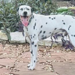 Flynt - Dalmatian