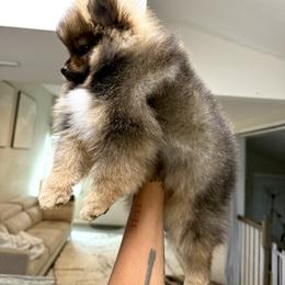 Pomeranian Puppies from Nel’s Pomeranians