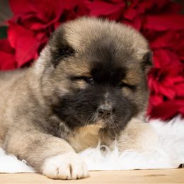 Caucasian Shepherd Dog Puppies from Sila V Krovi