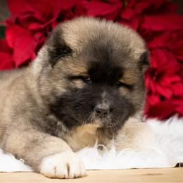 Caucasian Shepherd Dog Puppies from Sila V Krovi