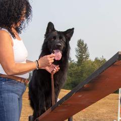 German Shepherds from Von Zarhoff