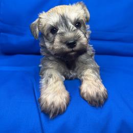 Chief - Wheaten male Miniature Schnauzer puppy in Pisgah, Alabama from Mashburns Little Munchkins