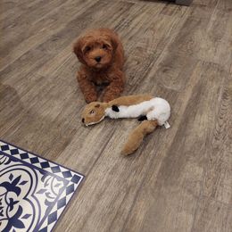 Cavalier King Charles Spaniel and Cavapoo Puppies from Country Life Cavaliers