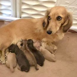 Dachshund Puppies from Taxonyx Cream Dachshunds