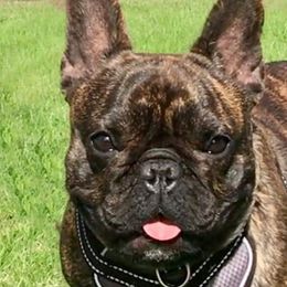 French Bulldogs from Dona Bulla's French Bulldogs