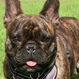 French Bulldogs from Dona Bulla's French Bulldogs