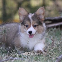 American Corgi, French Bulldog, and Pembroke Welsh Corgi Puppies from Moonstone Corgis & Frenchies