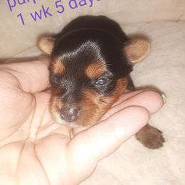 Yorkshire Terrier Puppies from Yorkie Prints