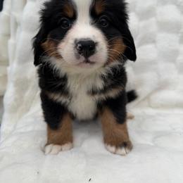 Abu - Black rust and white male Bernese Mountain Dog puppy in Carroll County, Virginia from Blue Ridge Bernese
