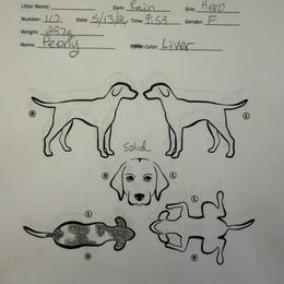 Peony - Liver roan female German Shorthaired Pointer puppy in San Antonio, Texas from Alvarado Farm Kennels, LLC