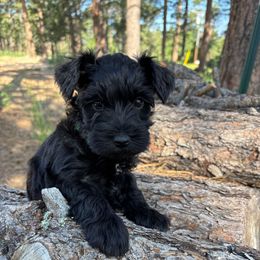 Silas - Black male Miniature Schnauzer puppy in Colorado Springs, Colorado from Spice Mountain Puppies