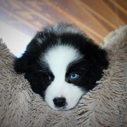 Border Collie Puppies from Team Reeves Ranch