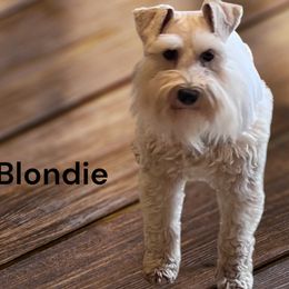 Blondie - Miniature Schnauzer