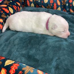 Crystal - White female American Eskimo Dog puppy in Westwego, Louisiana from Connie's American Eskimo Dogs and Mini Australian Shepherd Dogs