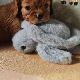 Lolly - Ruby female Cavalier King Charles Spaniel puppy in Winthrop, New York from McMahon's Cavalier King Charles Spaniels