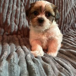 Yellow collar - Liver and white male Shorkie puppy in Staten Island, New York from Sensational Shorkies