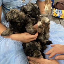Havanese Puppies from Homefull of Havanese