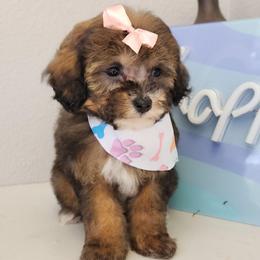 Foxy - Phantom female Poodle puppy in Saint Cloud, Florida from Rising Star Kennels