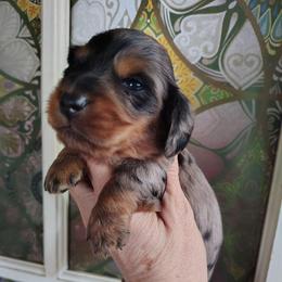 Boy 1 - Dapple male Dachshund puppy in Clayton, Indiana from Love Struck Miniature Dachshunds