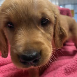Golden Retriever Puppies from KnL Golden Acres